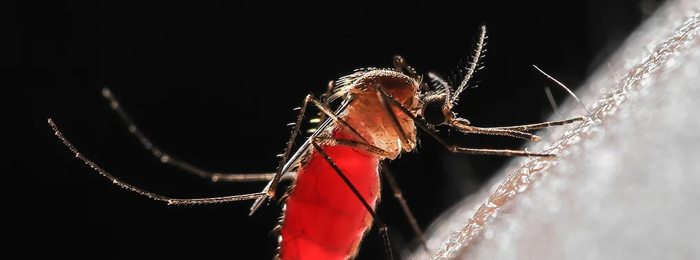 The Bloodsucker A Close-Up of a Mosquito in Action – Tumisang Bogwasi Close-up image of a mosquito with a red abdomen feeding on human skin, showing detailed body and leg structures.